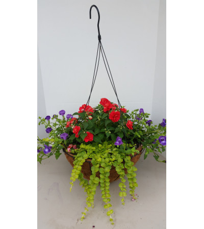 Hanging Basket for Shade Hanging Basket for Shade