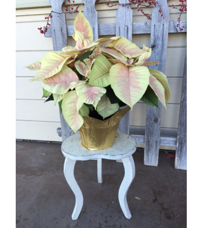Glamour Holiday Poinsettia Glamour Holiday Poinsettia