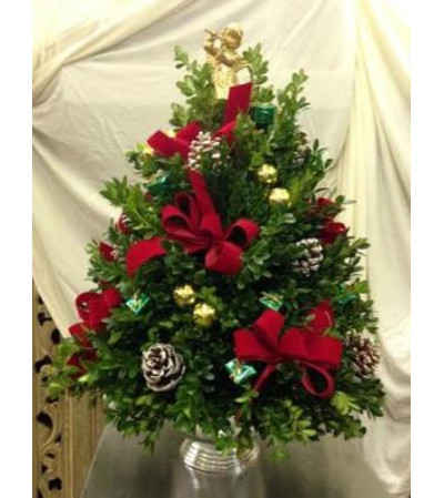 Holiday Boxwood Tree Holiday Boxwood Tree