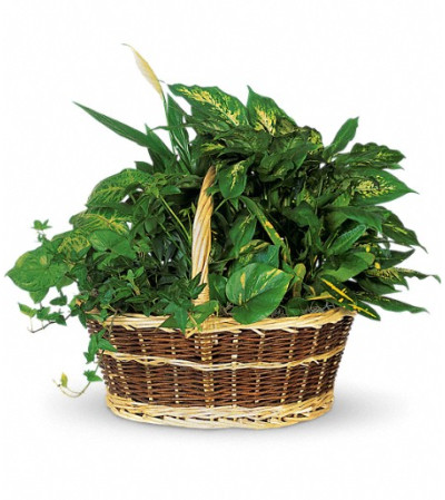 Large Basket Garden Large Basket Garden