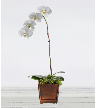 Awesome Phalaenopsis Awesome Phalaenopsis