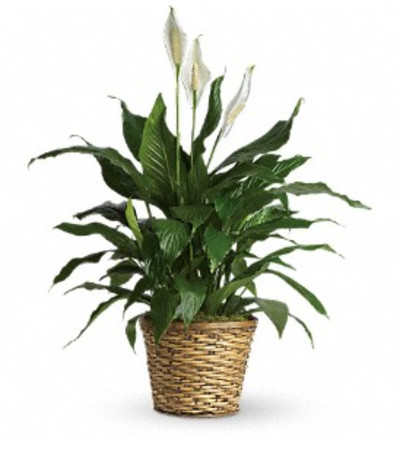 GRACEFUL GREEN PLANT GRACEFUL GREEN PLANT