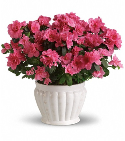 Pretty in Pink Azalea Pretty in Pink Azalea