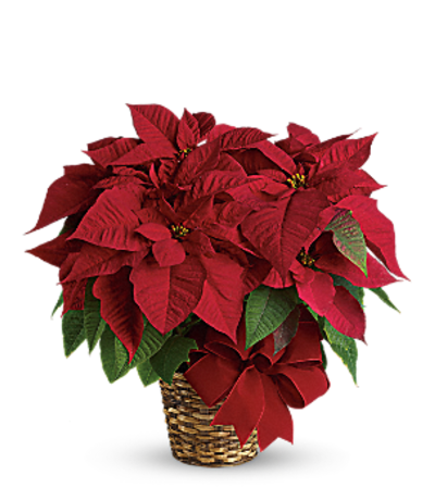 Red Poinsettia TF Red Poinsettia TF