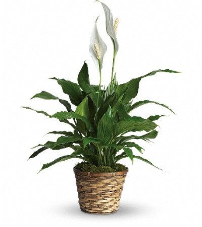 Simply Elegant Spathiphyllum - Small Simply Elegant Spathiphyllum - Small