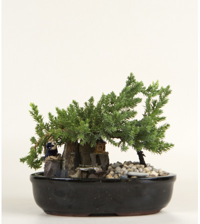 Decorative Bonsai Plant Decorative Bonsai Plant