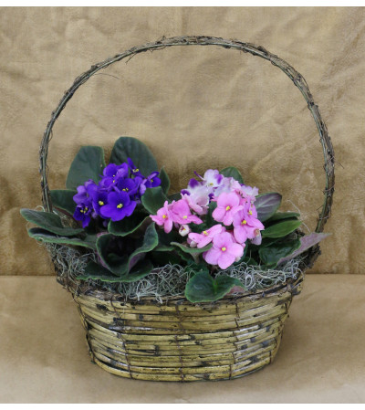African Violet Basket of Color African Violet Basket of Color