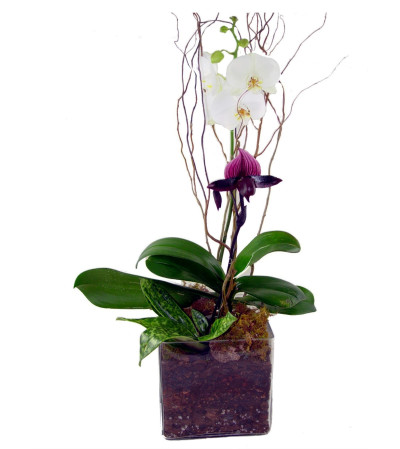 Orchid Coniseur Orchid Coniseur