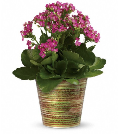 Simply Happy Kalanchoe Plant by Teleflora Simply Happy Kalanchoe Plant by Teleflora
