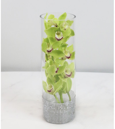 Romantic Orchid Romantic Orchid