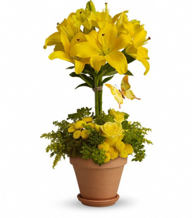 Yellow Fellow Yellow Fellow