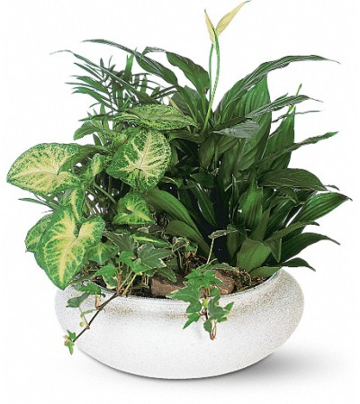 Medium Dish Garden Medium Dish Garden