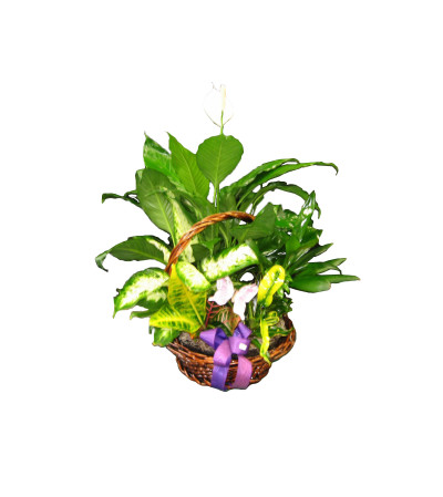 Planter Basket Planter Basket