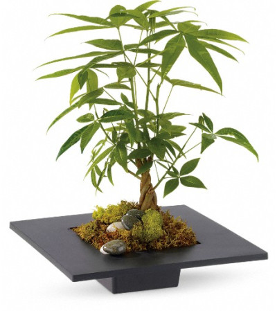 Money Tree Money Tree