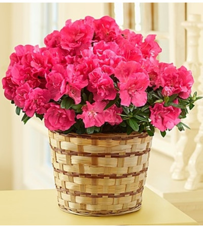 Azalea Plant Azalea Plant