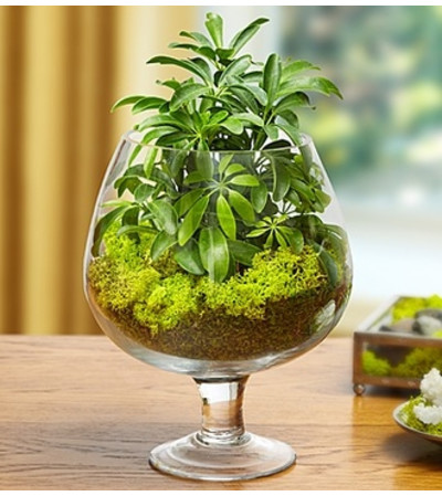 Brandy Glass Garden Brandy Glass Garden