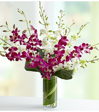 Orchid Embrace™ - Mixed Orchid Embrace™ - Mixed