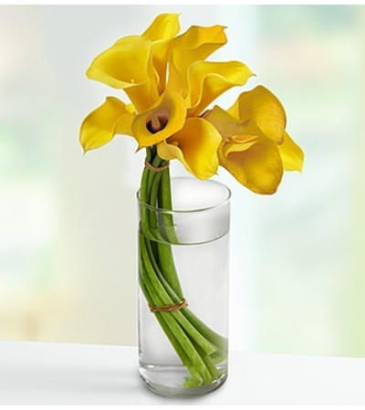 Captivating Calla Lilies™ Captivating Calla Lilies™