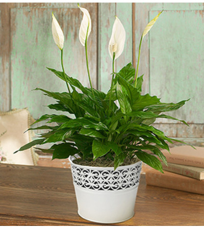 Peaceful Peace Plant Peaceful Peace Plant
