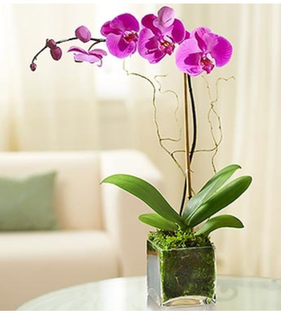 Elegant Orchid Elegant Orchid