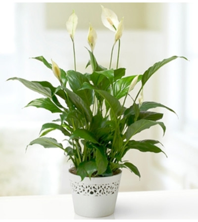 Peace Plant Peace Plant
