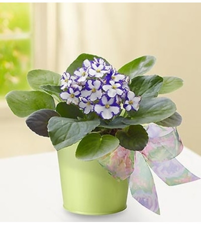 Violet in Green Planter Violet in Green Planter