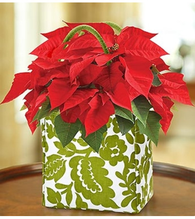 Poinsettia Plant in a Tote Poinsettia Plant in a Tote