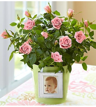 Rose Plant in Green Planter Rose Plant in Green Planter