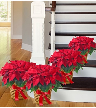 Poinsettia Package - Four Poinsettia Package - Four