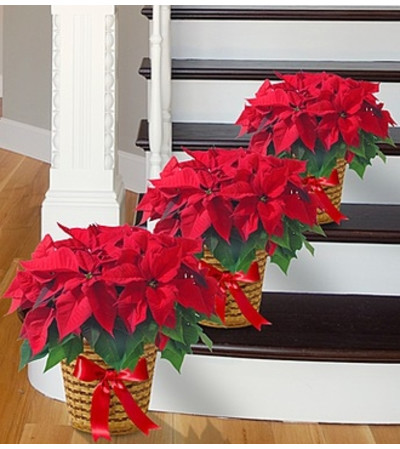 Poinsettia Package - Three Poinsettia Package - Three