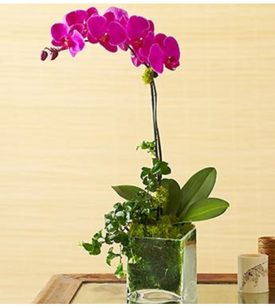 1 Stem Purple Phalaenopsis Orchid 1 Stem Purple Phalaenopsis Orchid