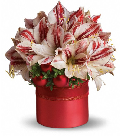 Teleflora's Peppermint Amaryllis Teleflora's Peppermint Amaryllis