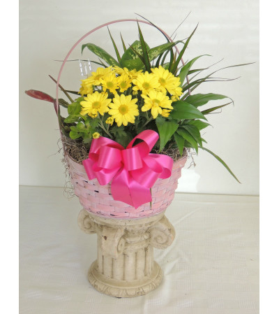 Yellow Daisy Dish Garden Yellow Daisy Dish Garden