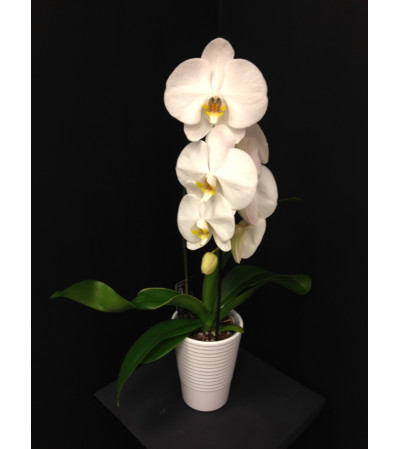Cascading Orchid Cascading Orchid