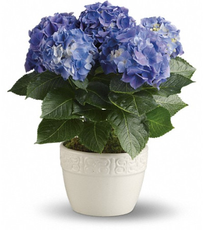 Happy Hydrangea - Blue Happy Hydrangea - Blue