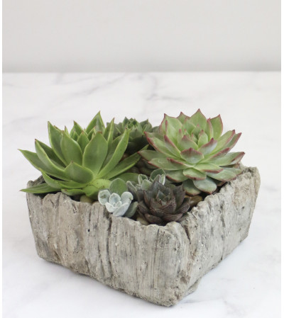 Splendid Succulents Splendid Succulents