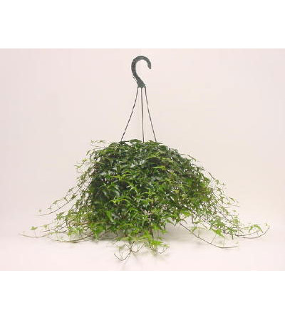 Hanging Ivy Hanging Ivy