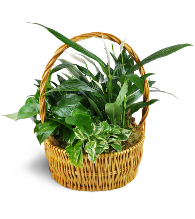 Thinking of You Garden Basket Thinking of You Garden Basket