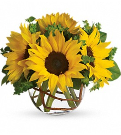 Simply Sunflowers Simply Sunflowers