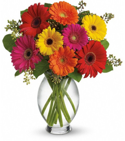 Teleflora's Gerbera Brights Teleflora's Gerbera Brights