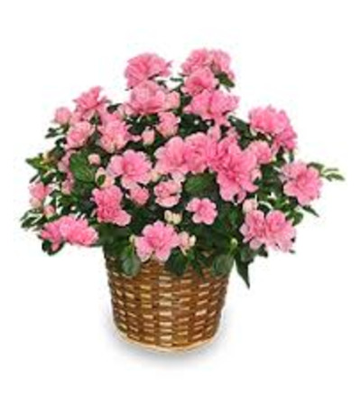 Azalea Blooming Plant Azalea Blooming Plant