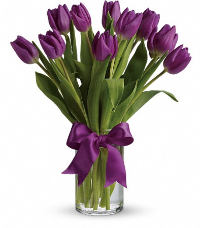 Passionate Purple Tulips Passionate Purple Tulips