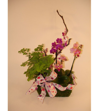 Mini Orchid in a Basket Mini Orchid in a Basket