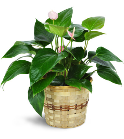 Pink Anthurium Plant in a Basket Pink Anthurium Plant in a Basket