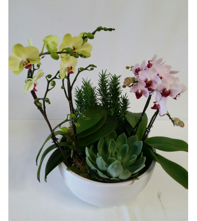 Orchid Planter #2 Orchid Planter #2