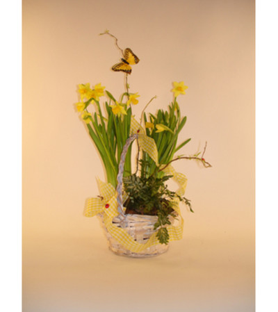 Daffodil basket Daffodil basket