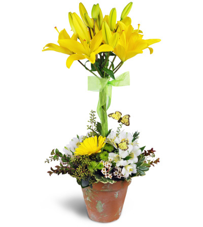 Happiness in Bloom™ Topiary Happiness in Bloom™ Topiary
