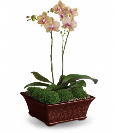 Divine Orchid Divine Orchid