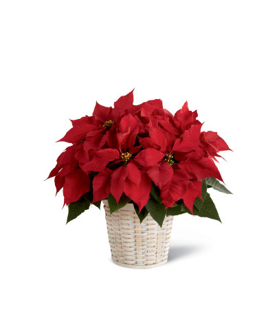 The FTD® Red Poinsettia Basket (Small) The FTD® Red Poinsettia Basket (Small)
