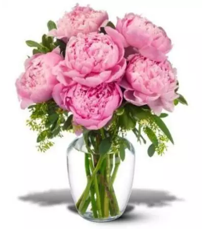 Pink Peony Pink Peony